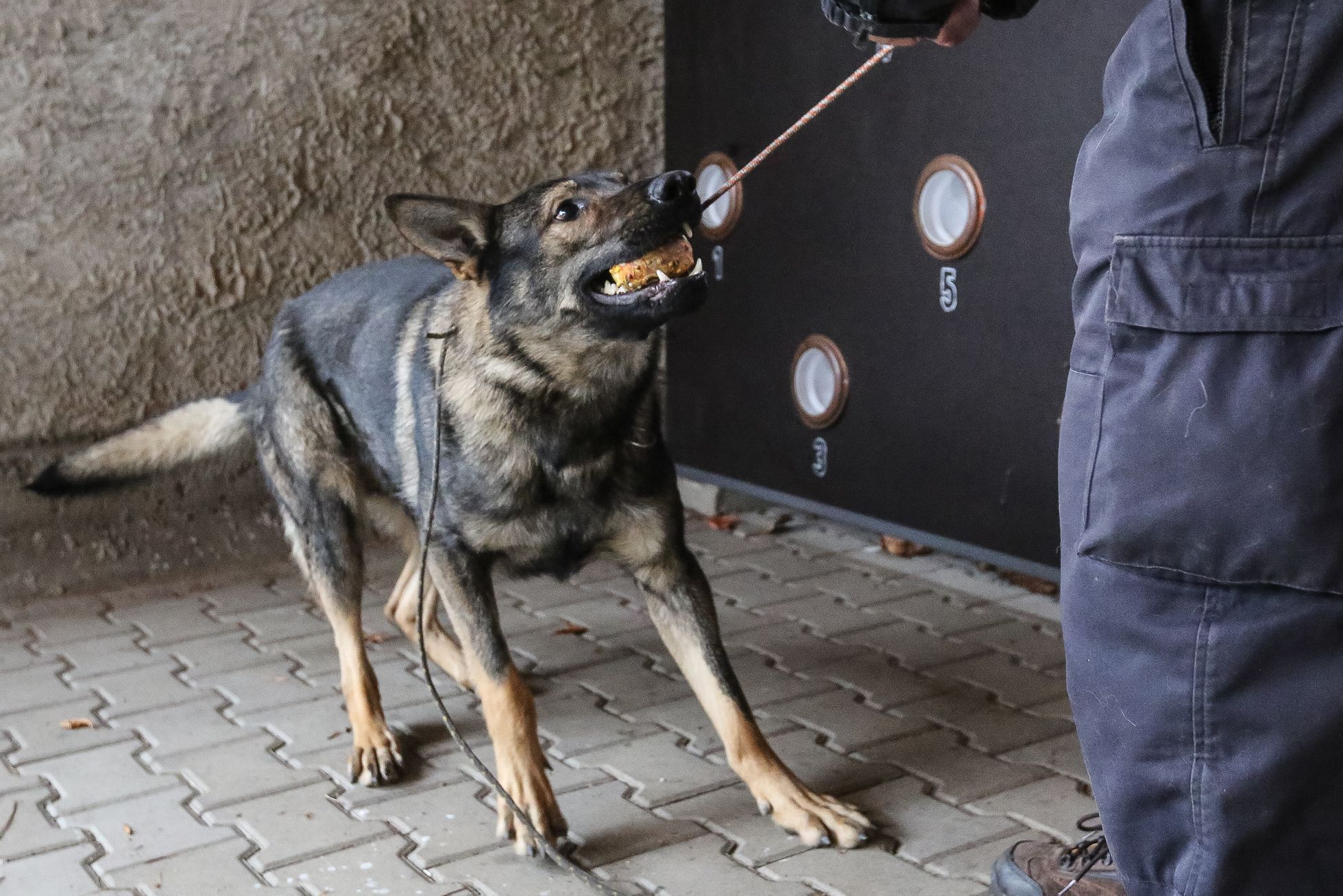 Výcvik policejních psů na hledání výbušnin, tzv. pyropsů
