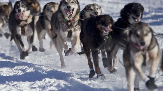 Krása psích běžců, uhánějících napříč Aljaškou