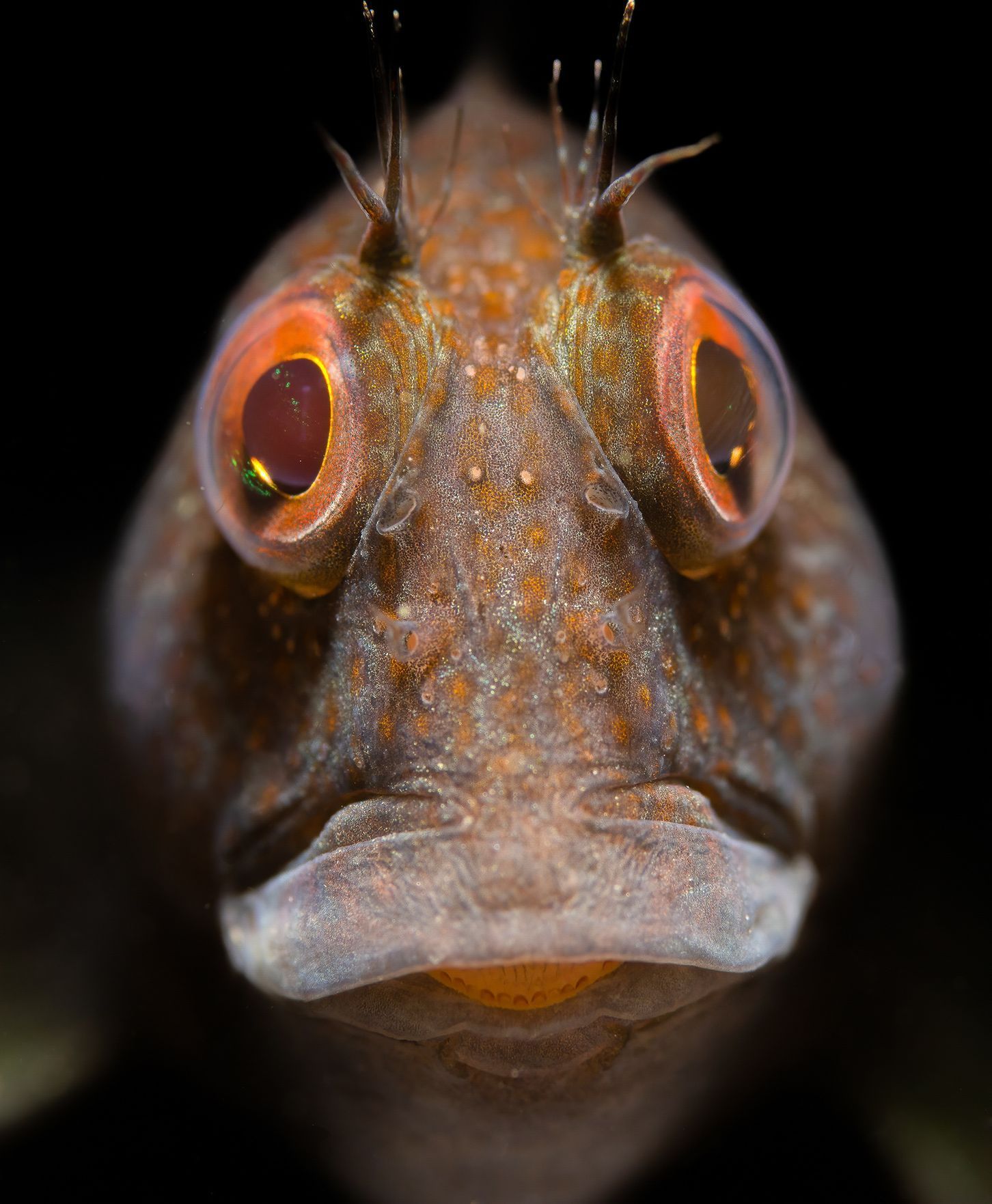 Vítězové soutěže Underwater Photographer of the Year 2021