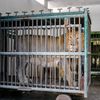 Lvi v pražské ZOO