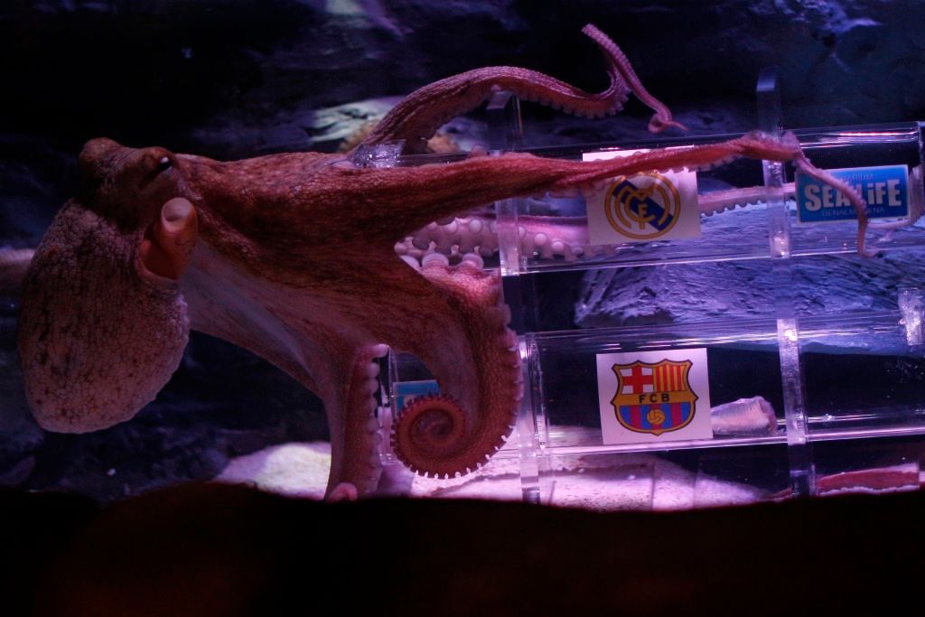 Chobotnice Iniesta předpovídá El Clásico