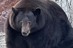 Velký medvěd Hank “terorizuje” Kalifornii. Vynechal zimní spánek a hledá potravu