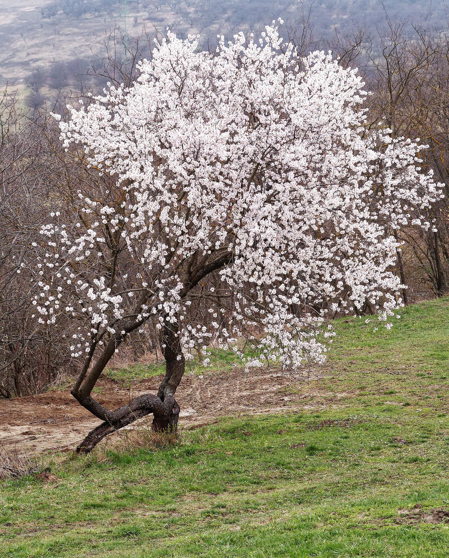 Mandloňové sady v Hustopečích v plném květu, březen 2024