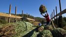 Pedro Cardenas throws a Christmas tree after it has been bailed in the field prior to being shipped out at the Omni Farm in West Jefferson, North Carolina, November 17, 2012. Crews at the farm will harvest nearly 20,000 Christmas trees this season. North Carolina has 1,500 Christmas tree growers with nearly 50 million Fraser Fir Christmas trees on over 35,000 acres. Picture taken November 17, 2012. REUTERS/Chris Keane (UNITED STATES - Tags: BUSINESS EMPLOYMENT ENVIRONMENT AGRICULTURE SOCIETY) Published: Lis. 19, 2012, 4:17 odp.