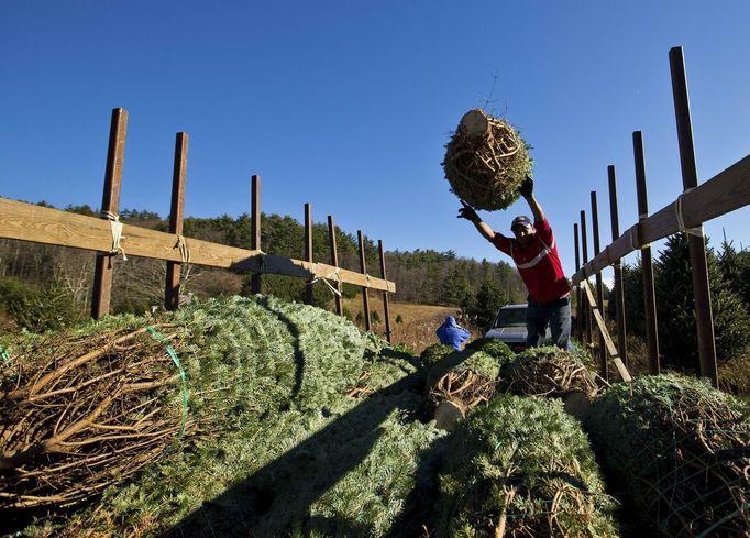 Pedro Cardenas throws a Christmas tree after it has been bailed in the field prior to being shipped out at the Omni Farm in West Jefferson, North Carolina, November 17, 2012. Crews at the farm will harvest nearly 20,000 Christmas trees this season. North Carolina has 1,500 Christmas tree growers with nearly 50 million Fraser Fir Christmas trees on over 35,000 acres. Picture taken November 17, 2012. REUTERS/Chris Keane (UNITED STATES - Tags: BUSINESS EMPLOYMENT ENVIRONMENT AGRICULTURE SOCIETY) Published: Lis. 19, 2012, 4:17 odp.