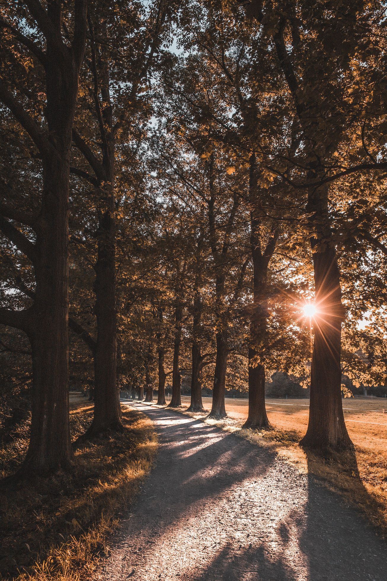 Soutěžní snímky Alej roku 2022