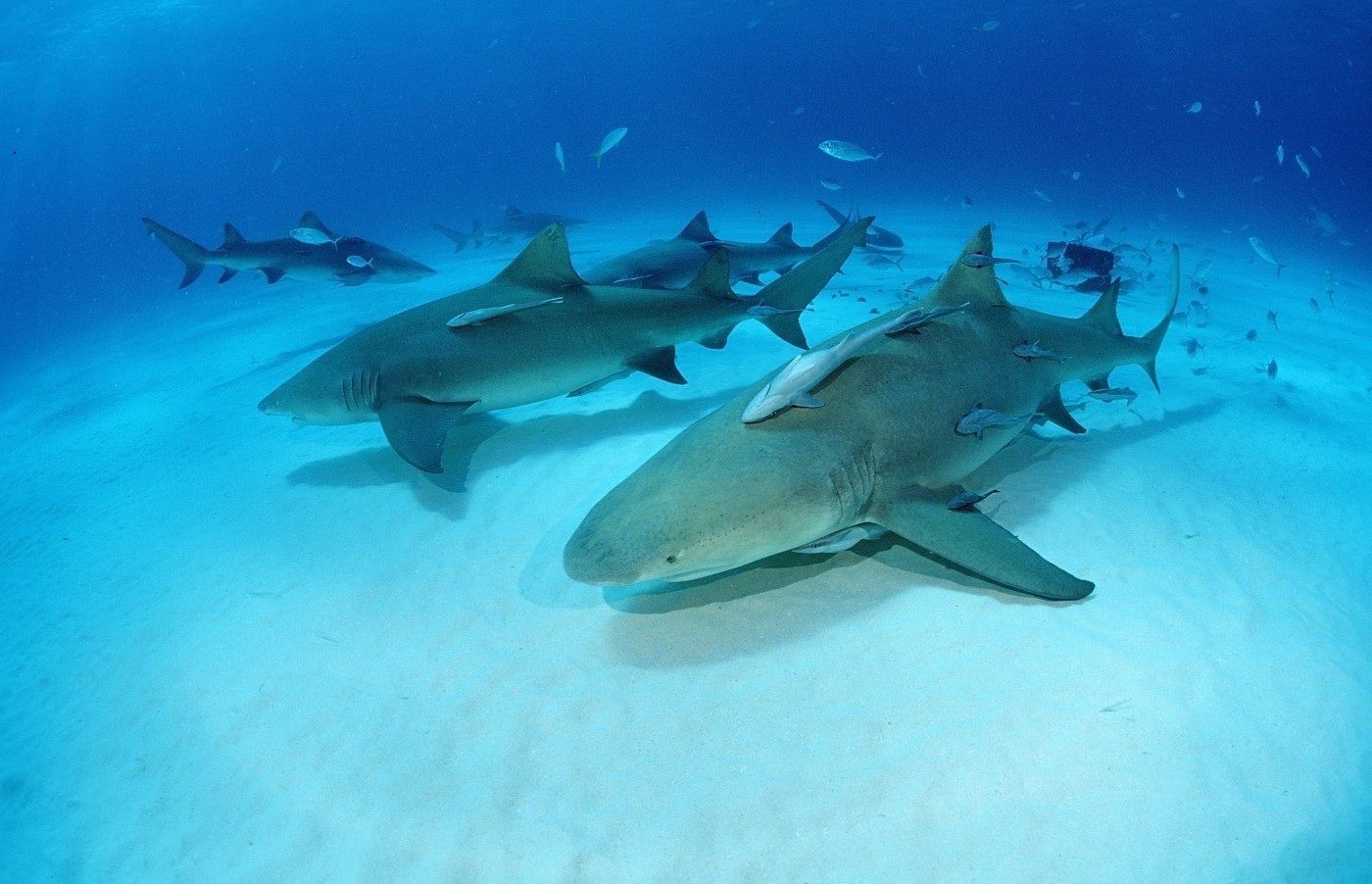 Zvířata Žralok