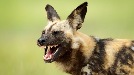 Ve fotogalerii si můžete prohlédnout všechny snímky, nominované na Czech Press Photo v kategorii "Příroda".