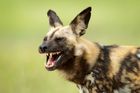 Nominace na Czech Press Photo: Pes hyenovitý na lovu, žabí hlídka a zničená Ukrajina