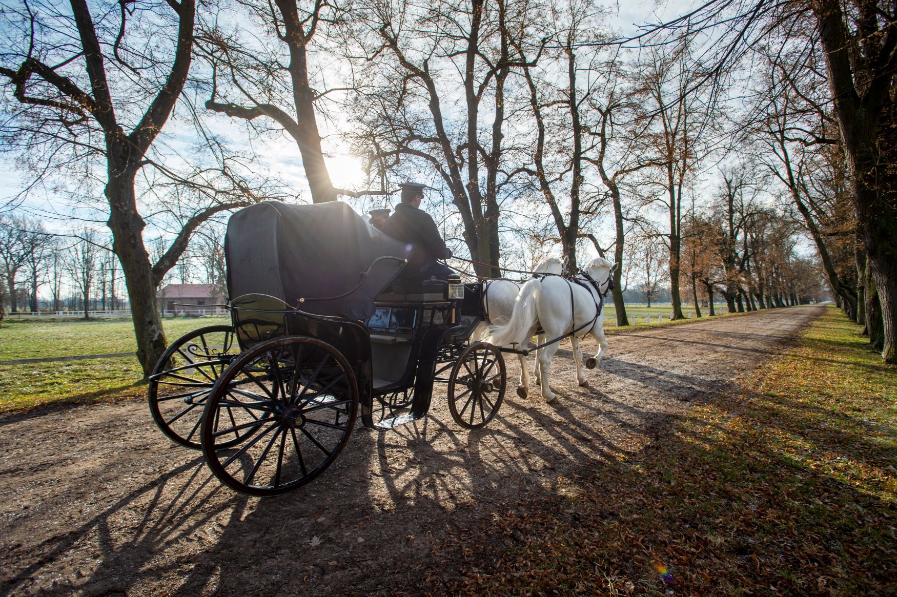 Národní hřebčín Kladruby