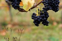 Horké počasí prospívá modrým hroznům, bílé víno může zhořknout