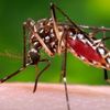 Komár Aedes aegypti přenáší virus Zika