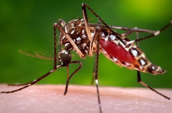 Virus přenáší komár druhu Aedes aegypti.
