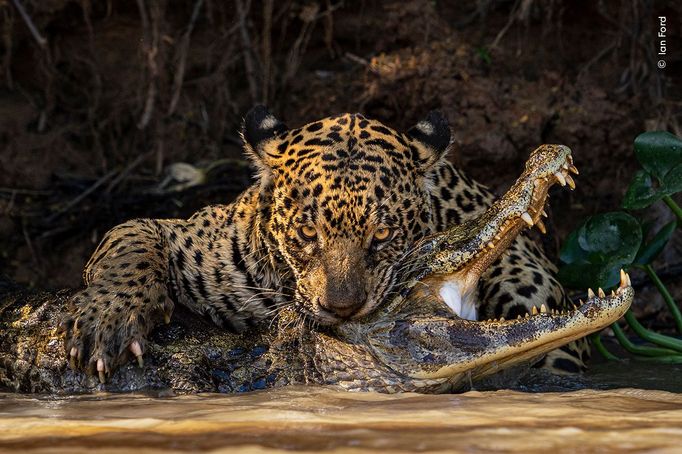 Fotografie ze soutěže Wildlife Photographer of the Year 2024