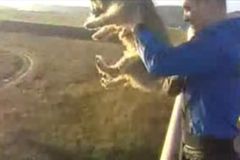 Mladík hodil psa z mostu, odhalili jej díky internetu