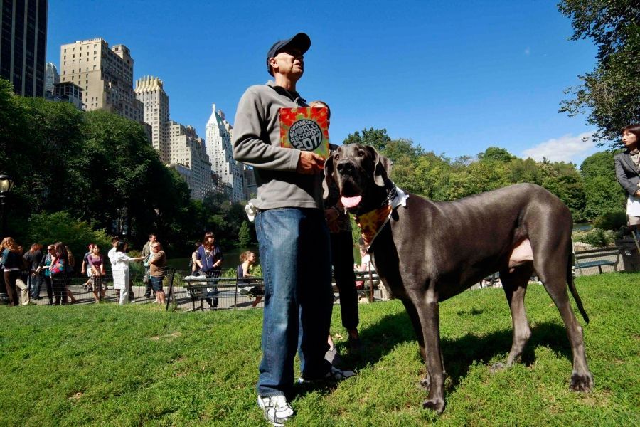 V New Yorku se potkal největší pes světa s nejmenším