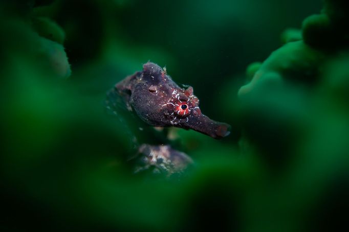 Vítězové soutěže Underwater Photographer of the Year 2024