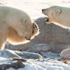 První snímky z letošního ročníku soutěže Nikon Comedy Wildlife Awards