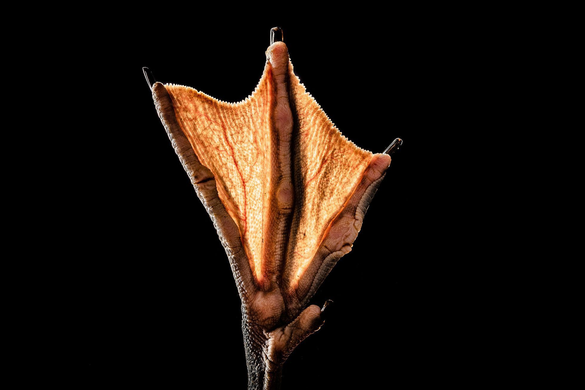 Nominace na ceny Czech Nature Photo 2022