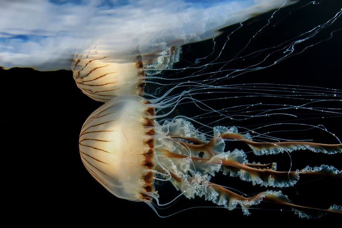 Vítězné fotografie ze soutěže Underwater Photographer of the Year 2023