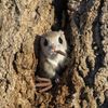 Finalisté soutěže Nikon Comedy Wildlife Awards 2024
