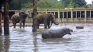 Řadu zvířat chovaných v ZOO byla povodní v roce 2002 ohrožena na životě. Na snímku vidíte hrošici Lentilku ve společnosti dvou slonic. Hrošice, která předtím vplavala do slonního výběhu, musela být později zvěrolékařem utracena, protože hrozilo, že uplave z areálu ZOO, což by mohlo znamenat bezpečnostní hrozbu.