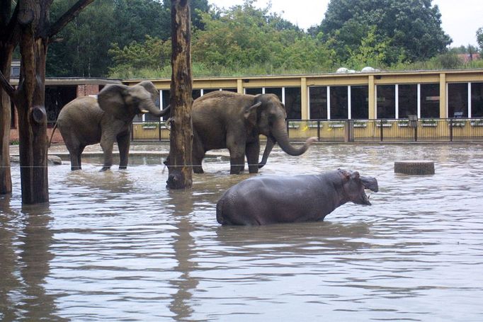 Řadu zvířat chovaných v ZOO byla povodní v roce 2002 ohrožena na životě. Na snímku vidíte hrošici Lentilku ve společnosti dvou slonic. Hrošice, která předtím vplavala do slonního výběhu, musela být později zvěrolékařem utracena, protože hrozilo, že uplave z areálu ZOO, což by mohlo znamenat bezpečnostní hrozbu.