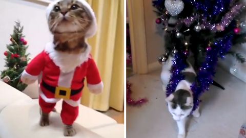 Vánoční trampoty koček, kocourů a jedné želvy. Aneb žádný strom nezůstane stát