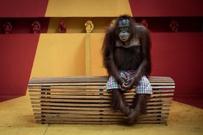 Smutný orangutan. Vítězem soutěže monackého knížete je fotka trpící opice