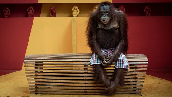 Smutný orangutan. Vítězem soutěže monackého knížete je fotka trpící opice