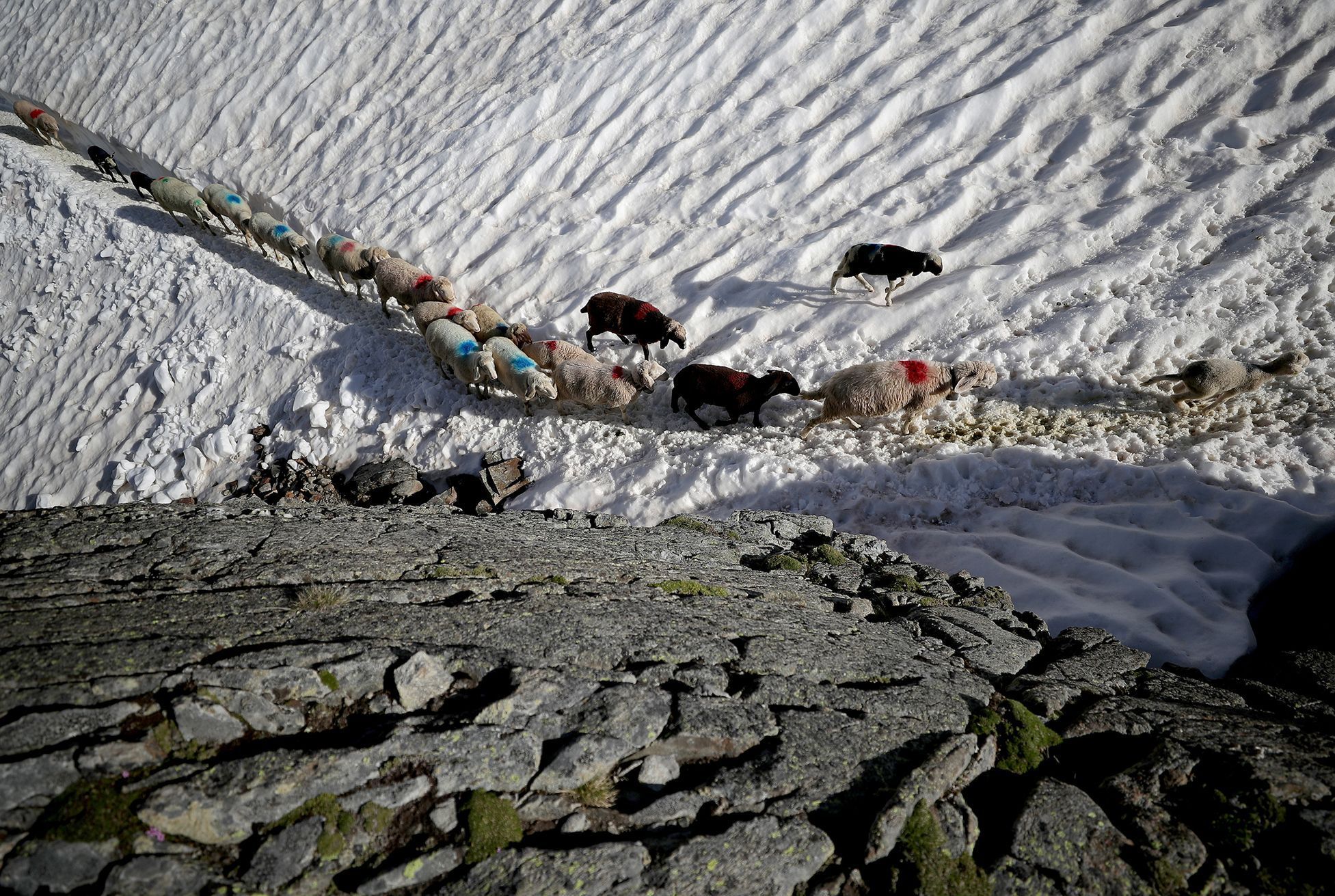 Fotogalerie / Ovce v Alpách / Reuters / 11