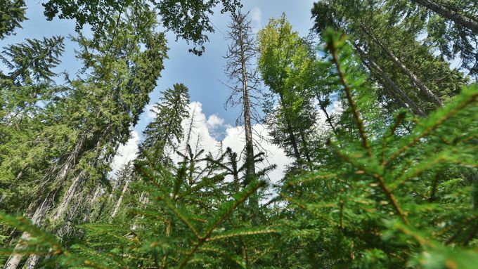 Rezervace Žofínský prales je pětadvacetihektarová chráněná lokalita v Novohradských horách na Českokrumlovsku.