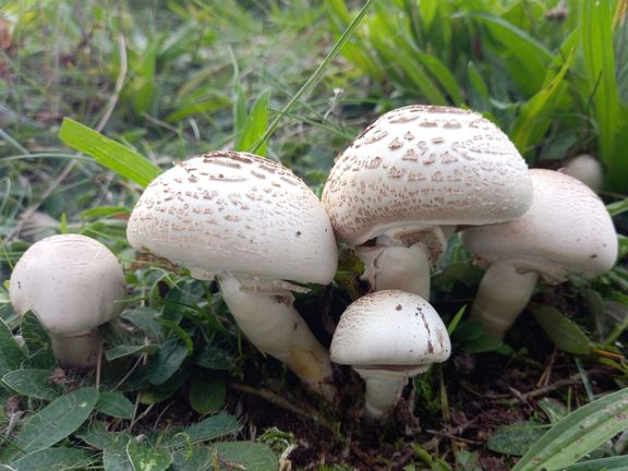 Pečárka zápašná (Agaricus xantodermus). Jedovatá, patrné rychlé žloutnutí na bázi třeně po poranění. Páchne po fenolu, připomíná nemocniční odér dezinfekce.