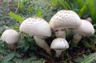 Pečárka zápašná (Agaricus xantodermus). Jedovatá, patrné rychlé žloutnutí na bázi třeně po poranění. Páchne po fenolu, připomíná nemocniční odér dezinfekce.
