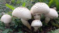 Pečárka zápašná (Agaricus xantodermus). Jedovatá, patrné rychlé žloutnutí na bázi třeně po poranění. Páchne po fenolu, připomíná nemocniční odér dezinfekce.