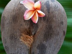 Coco de Mer, plod vzácné palmy seychelské
