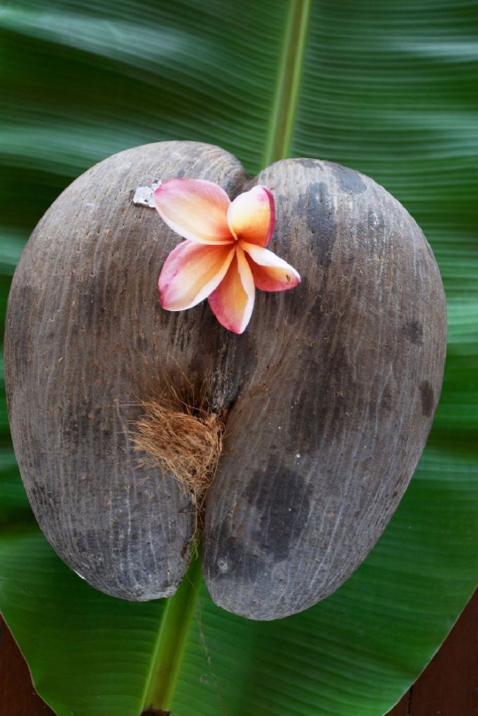 Coco de Mer, plod vzácné palmy seychelské