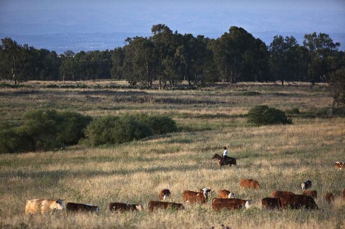 Nadav, chief cowboy of the Yonatan herd, tends cattle on a ranch just outside Moshav Yonatan, a collective farming community, about 2 km (1 mile) south of the ceasefire line between Israel and Syria in the Golan Heights May 21, 2013. Cowboys, who have been running the ranch on the Golan's volcanic rocky plateau for some 35 years, also host the Israeli military, who use half of the cattle farm, 20,000 dunams (5,000 acres), as a live-fire training zone. Israel captured the Golan Heights from Syria in the 1967 Middle East war and annexed the territory in 1981, a move not recognized internationally. Picture taken May 21, 2013. REUTERS/Nir Elias (ENVIRONMENT ANIMALS SOCIETY TPX IMAGES OF THE DAY) ATTENTION EDITORS: PICTURE 2 of 27 FOR PACKAGE 'COWBOYS GOLAN HEIGHTS' SEARCH 'COWBOY GOLAN' FOR ALL IMAGES Published: Kvě. 29, 2013, 10:01 dop.