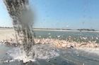 VIDEO: Izraelci krmí migrující pelikány sami. Chrání si rybí sádky