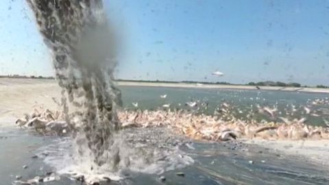 VIDEO: Izraelci krmí migrující pelikány sami. Chrání si rybí sádky