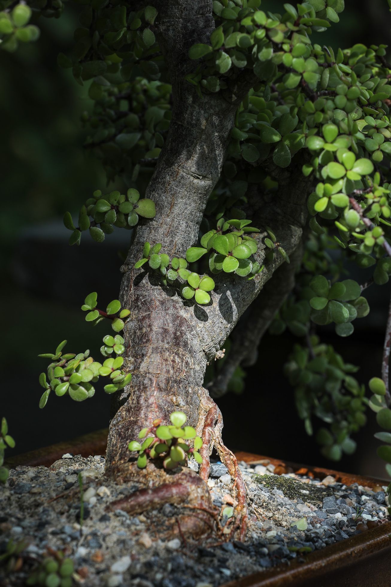 Nejlepší české bonsaje - výstava, Botanická zahrada