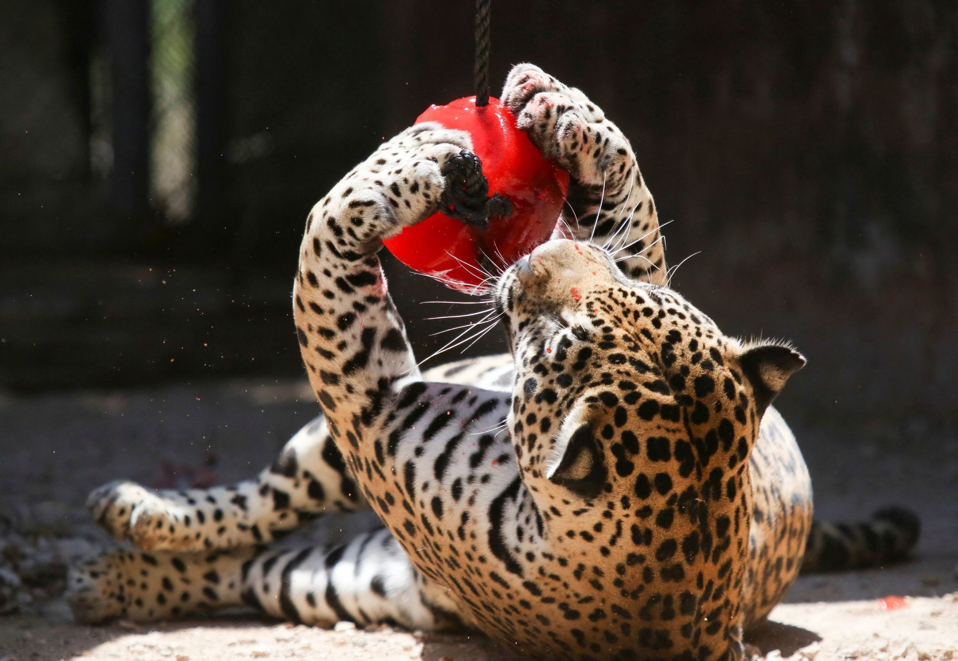 zoo vlny veder zvířata
