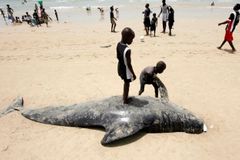 Senegalským rybářům se podařilo zachránit 80 kytovců