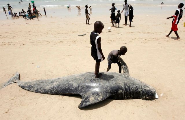 Uhynulý kulohlavec v Senegalu