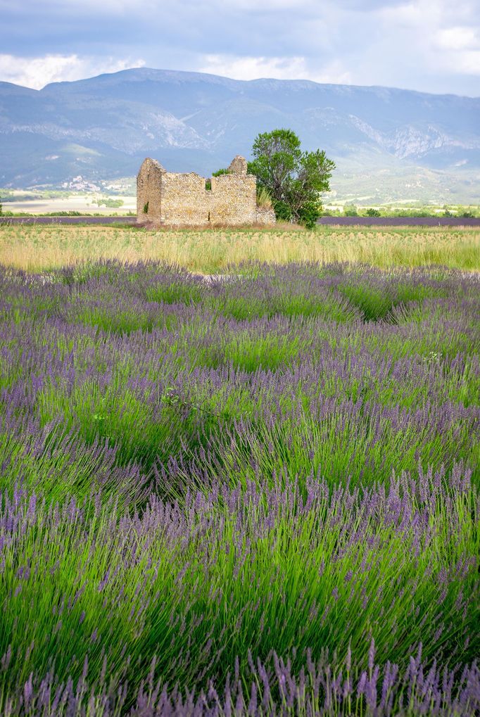 Levandulová pole v Provence, Jižní Francie