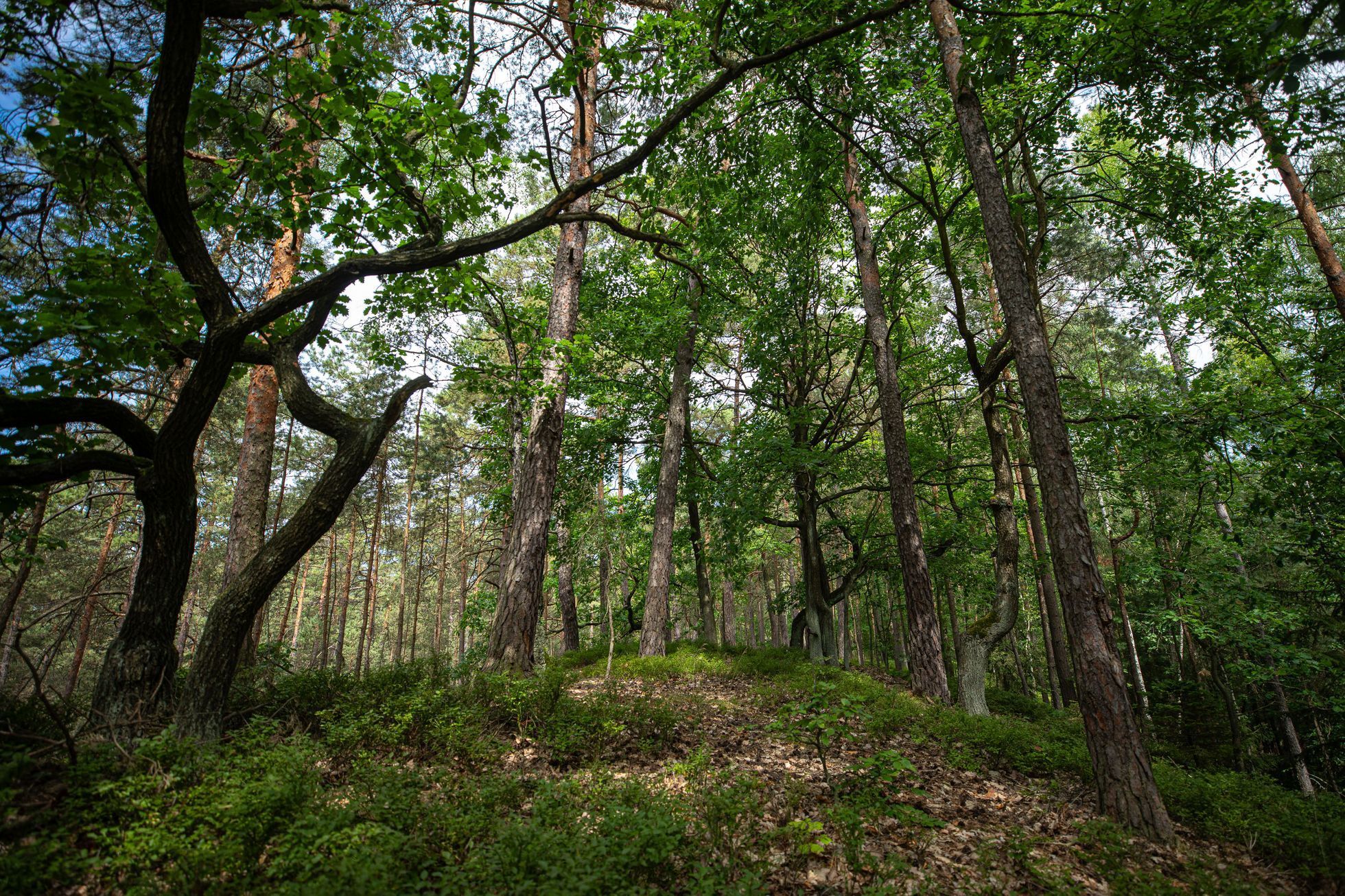 Kokořínsko, Rovenské skály, trampové, tramping, CHKO, příroda, les, planeta, strom, životní prostředí