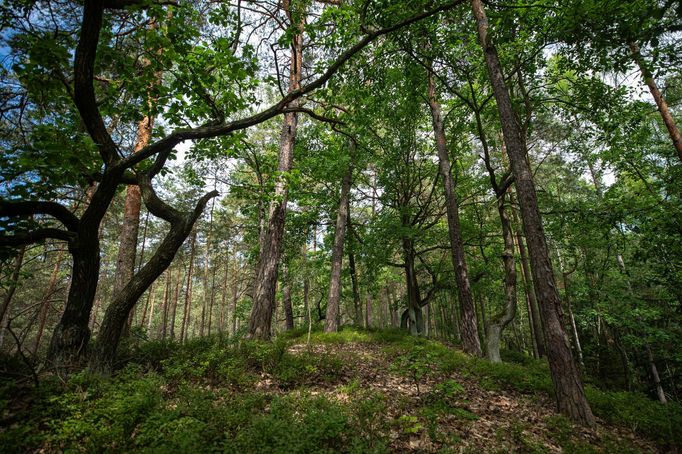 Chráněná krajinná oblast Kokořínsko.