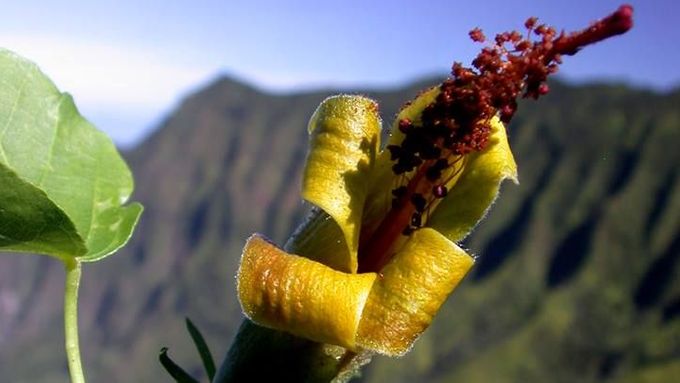 Hibiscadelphus woodii, znovuobjevená rostlina na Havaji.