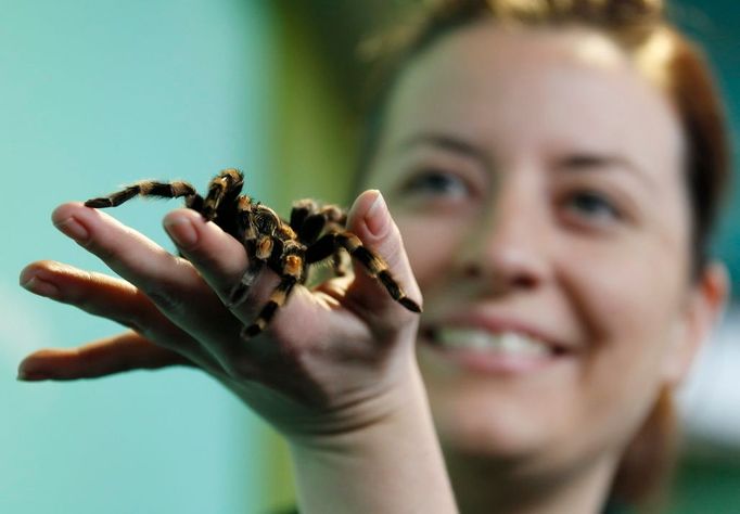 Tarantule z londýnské zoo.