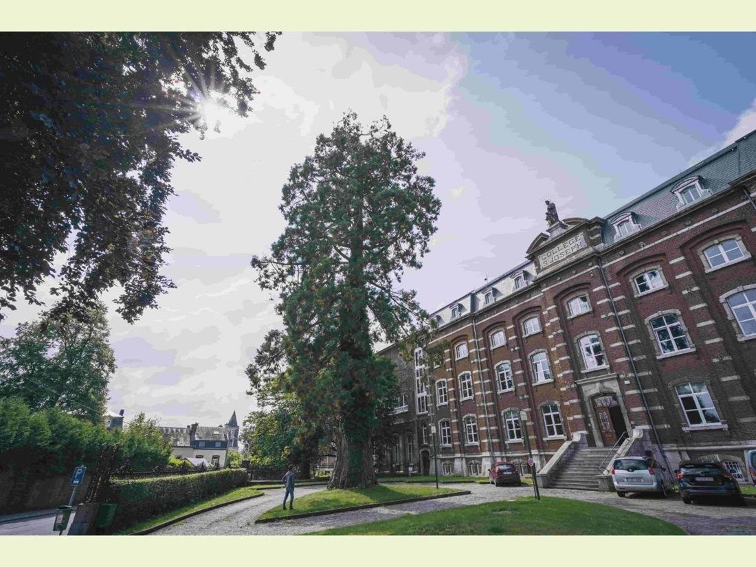 Evropský strom roku - finále - Belgie - Sekvojovec obrovský z Collège Notre Dame de Bonlieu